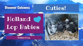 DISCOVER CUTENESS - Holland Lop Babies