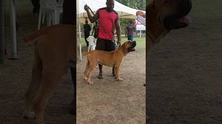 Boerboel gets appraised #dog #boerboel #shorts