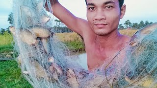 Fishing With Net In My Village Get Many Fish /Fishing Videos - PU MENG Fishing