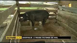 guyane_extrait_journal_zoophile_truie_dinel_meme_caprice_soroya_loris_vincent