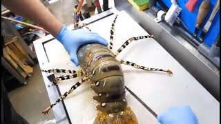 giant lobster. the biggest lobster