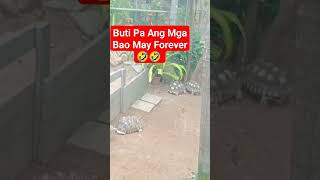 TURTLE LOVER #hongkong #shortvideo #subscribers #trendingshorts #viral #