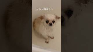 【ただただ癒しすぎて進まない動画編集…🥹】#shorts