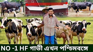 NO-1 HF গাভী এখন পশ্চিমবঙ্গে। এখানে পাবেন 20-30 লিটার অব্দি দুধের গাভী।