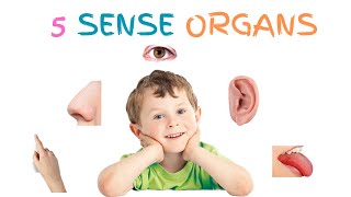 The Five Senses for Kids - Sense Organs of our body | Preschool Education