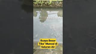 BUAYA BESAR TIBA-TIBA MUNCUL DI SALURAN AIR