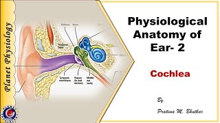 Structure of ear  Part 2 (Cochlea)