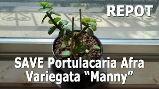 Repot Manny a Portulacaria Afra Variation