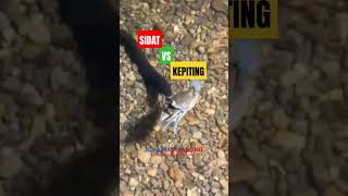 PERTARUNGAN SIDAT VS KEPITING