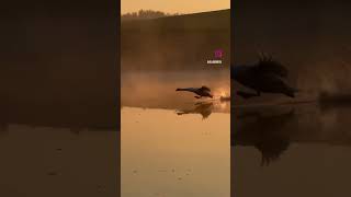 Satisfying💯 | #birds #shortvideo #landing #wildlife #sunset #naturelovers