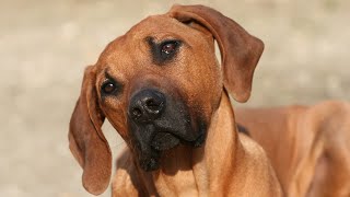 As a Rhodesian Ridgeback owner, one of the most distinctive