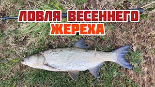 ЛОВЛЯ ЖЕРЕХА ВЕСНОЙ НА БЛЕСНЫ