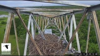 04 14 24 JBS eaglet fledges