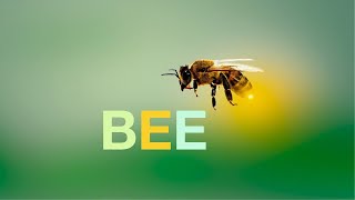 Bee & Bee hives - Beautiful Collections of Short Bee clips