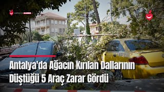 Antalya'da Ağacın Kırılan Dallarının Düştüğü 5 Araç Zarar Gördü