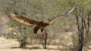 Cubitje Quap Waterhole - Kgalagadi Transfrontier Park - Birds of Prey