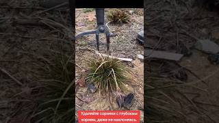 Лайфхак для садоводов:Не нагибаясь и без усилий: удаляем сорняки #garden #квіти  #сад #дача #shorts