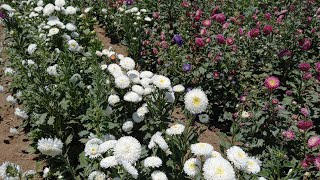 Campo de flores en Santiago Apóstol Ocotlán Oaxaca