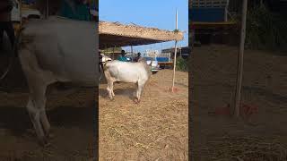 Kangayam bull's ferociousness and strength.#Kangayambull #Kannapuram #jallikattu