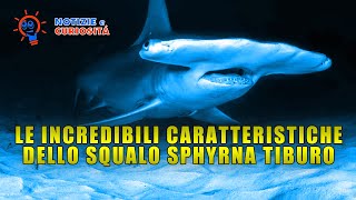 Squali: Le Incredibili Caratteristiche Dello Sphyrna Tiburo!