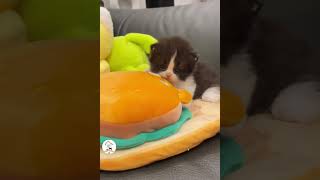 OMG, So Sweet & Adorable Baby Kittens Cuteness Overloaded! 😺😍😘 -EPS1164 #cutenessoverload