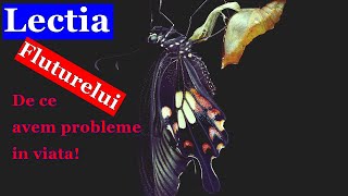 Problemele vieții - Fabula Fluturelui (Lv1)