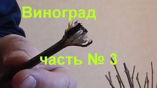 Выращивание винограда мой опыт часть 3