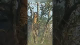 Tiger climbs the tree to fight a frightened  leopard at Corbett - December 2021