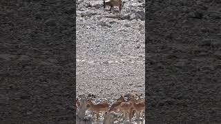 A herd of Impala in Etosha National Park, Namibia.