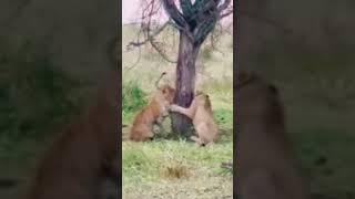 A Bully Lions cub