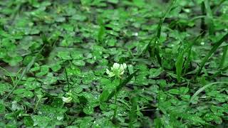 1 Hour Of Beautiful Rain Sounds Falling On A Lovely Green Lake    ⫷⫸   4K