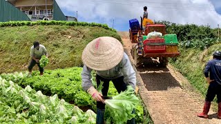 Thu hoạch XÀ LÁCH CAROL Đà Lạt, loại rau này không phải ai cũng biết.