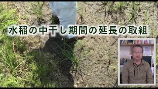 水稲の中干し期間の延長の取組