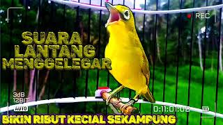 ciak ciak jos kecial kuning gacor || bikin ribut kecial sekampung