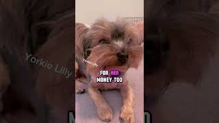 When someone ask you how you can afford things tell them this 😂 #yorkie #moneymindsetcoach