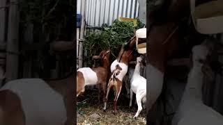 Best Goat feeding area...