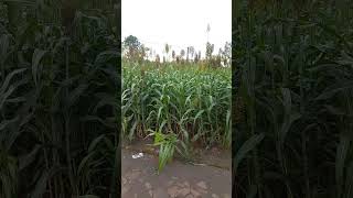 Plantação de sorgo para silagem #Shorts