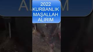 KURBANLIK ?#shorts #kurbanlıkfiyatları,#KURBANLIK2022#kurbanlık2022#2022kurbanlıkfiyatlar