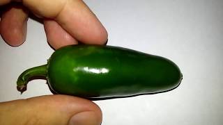 Pimenta Jalapenõ em vasos - 146 dias