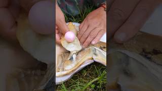 Big pearl in Oyster || #short #shortvideo #gemstone #quartz #shorts #stone