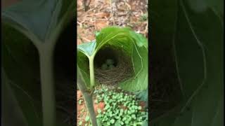 Hoja el hogar de una familia