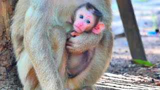 Very Sweet ! Baby cute monkey MOKEN make sad face - when he is not gets milk from mom pity