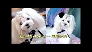 KOREAN GROOMING: Tweety's Korean Face Korean Cut~How to Trim Maltese Face 말티즈미용 Music by Emma Lee