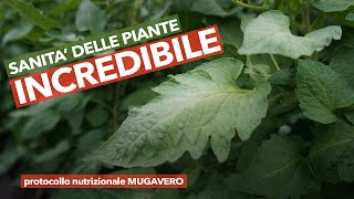 POMODORO OBLUNGO - Piano Nutrizionale Mugavero, sanità delle piante INCREDIBILE