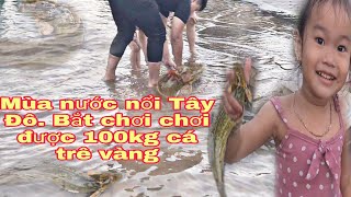 Mùa Nước Nổi Tây Đô Cần Thơ .Bắt Chơi Chơi Được 100kg Cá Trê Vàng | Kênh A Ni #38