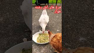 یه سوالی ذهنمو درگیر کرده که آیا حبوبات معده اینا رو هم 💨پیچ میکنه یا نه؟😂 #funny #chicken #shorts