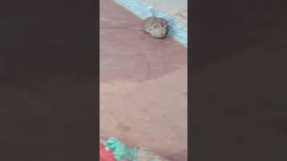 rat vs rat fight