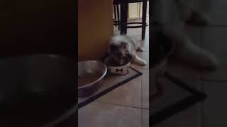 Little Australian Shepherd Puppy eats his food out of his bowl #dogs #dogshorts #australianshepherd