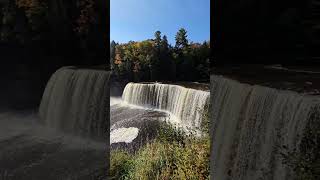 Upper Falls at Tahquamenon Falls in Michigan #puremichigan #falls #ytshorts #exploreusa #waterfall