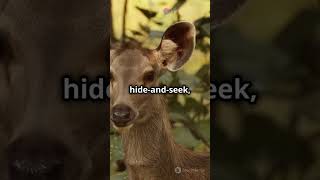 The Fun Things About the Rare Bawean Deer! #short #shorts